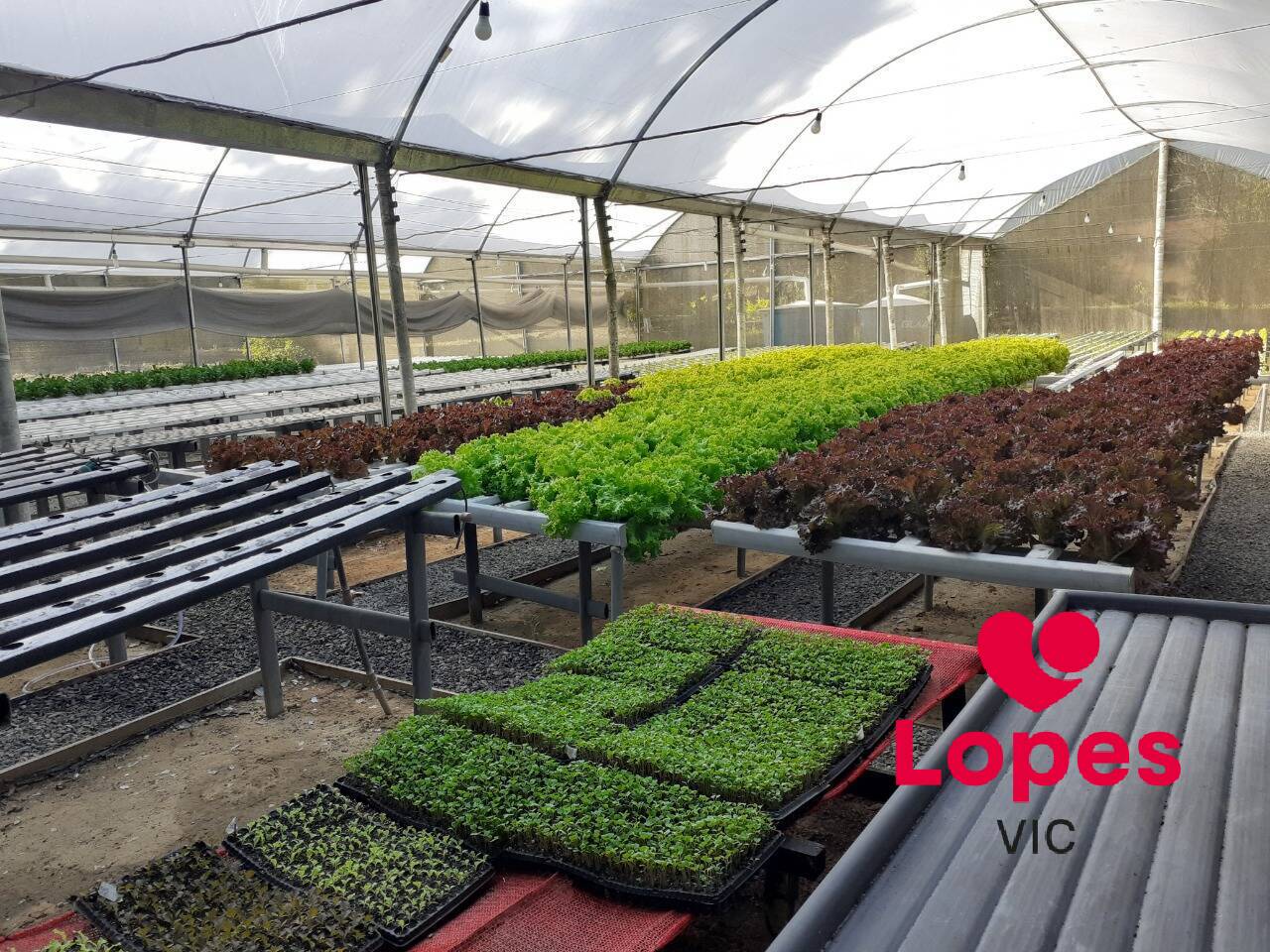 Sítio, 2 quartos - Foto 12