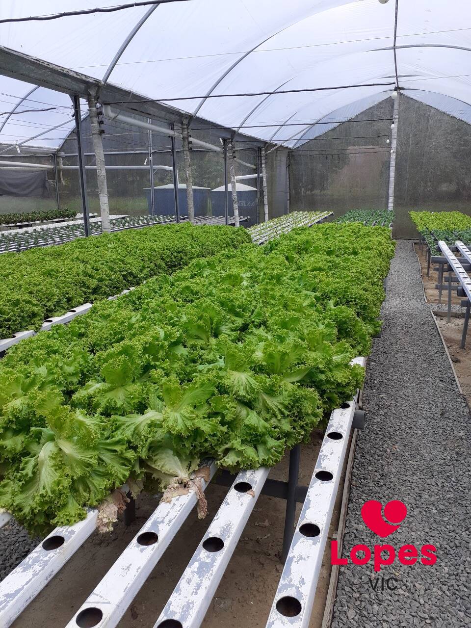 Sítio, 2 quartos - Foto 13