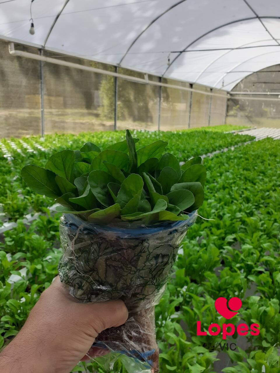 Sítio, 2 quartos - Foto 16