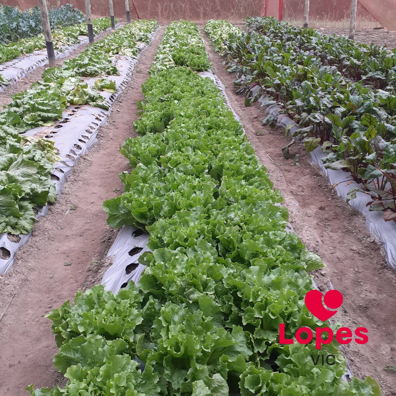 Sítio, 2 quartos - Foto 15